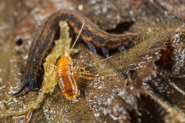 Adult New Zealand velvet worm