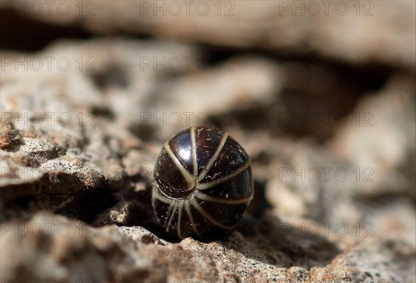 Common Pill Millipede