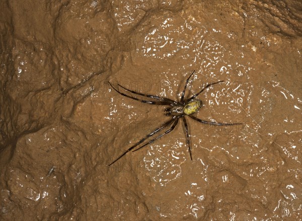 European Cave Spider