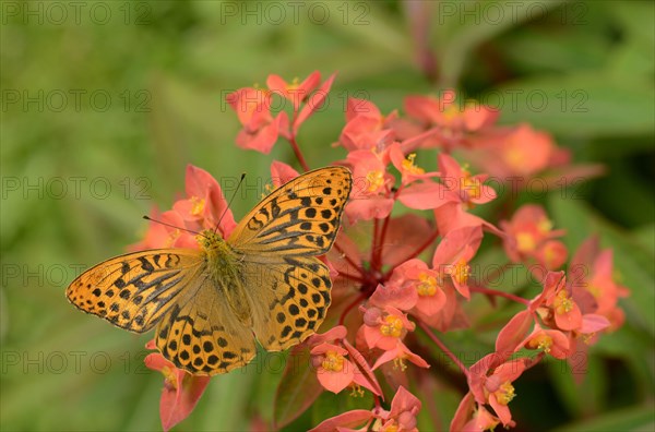 Silver silver-washed fritillary