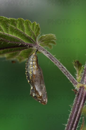 Painted painted lady