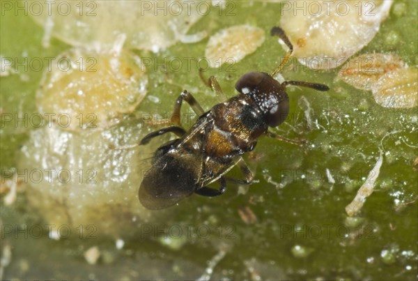 Parasitoid wasp