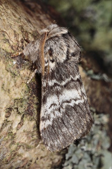 Lunar Marbled Brown