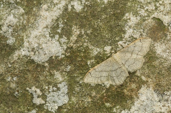 Riband Wave