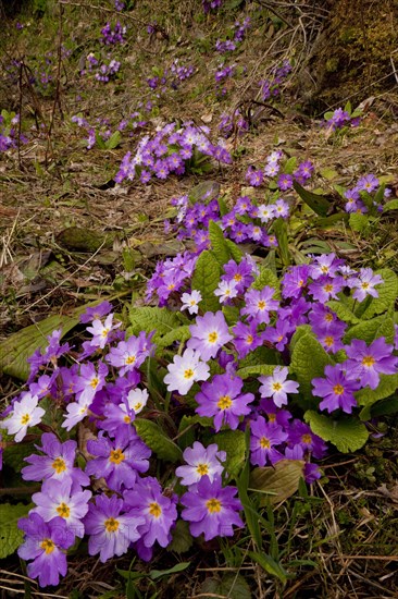 Common primrose