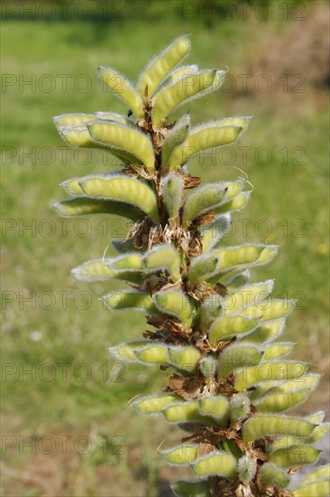 Cultivated Lupin