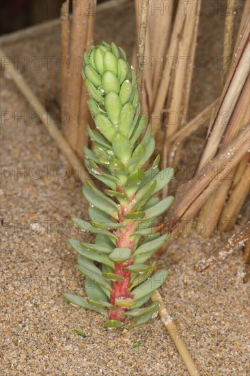 Sea Spurge