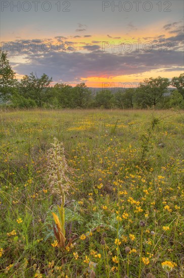 Flowering lizard orchid