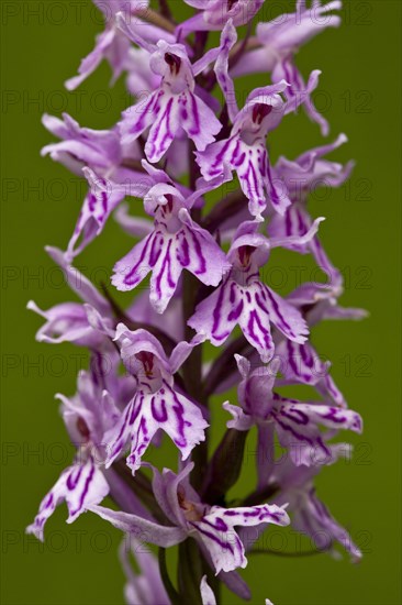 Common Spotted Orchid