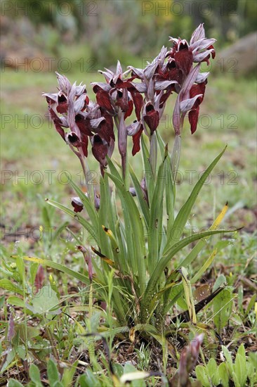 Heart-flowered Tongue Orchid