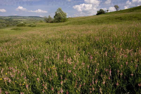 Sainfoin