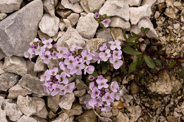 Round-leaved Penny-cress