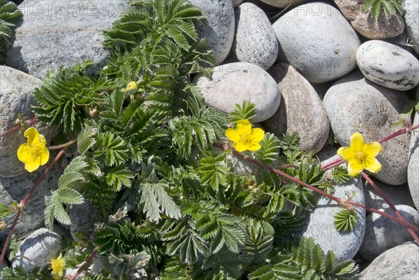 Flowering silverweed