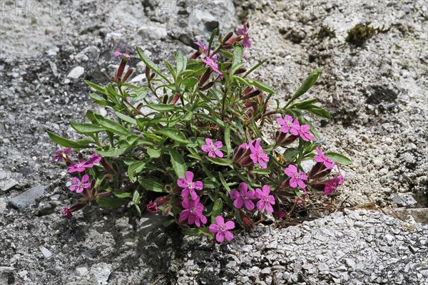 Rock Soapwort