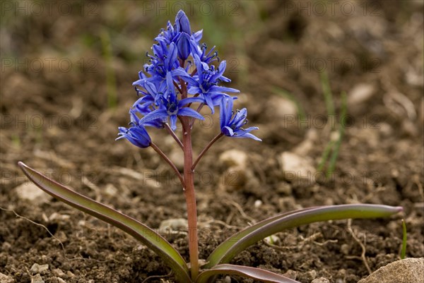 Alpine squill