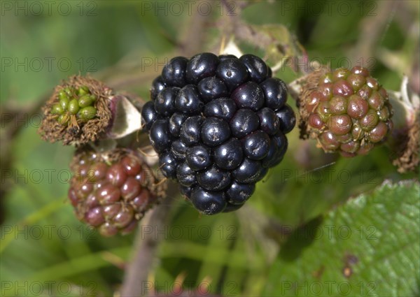 Blackberry