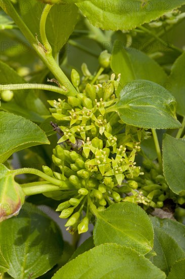 Purging buckthorn