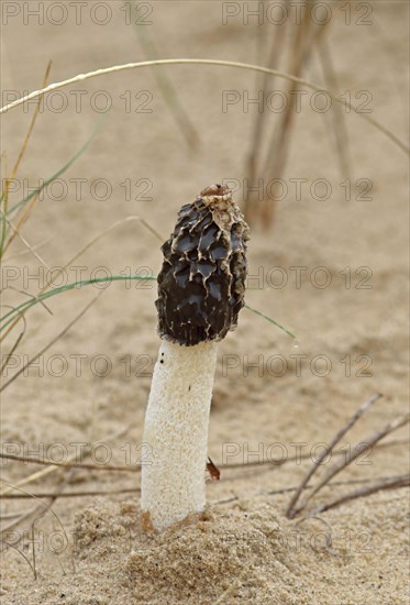 Fruiting body of sand stinkhorn