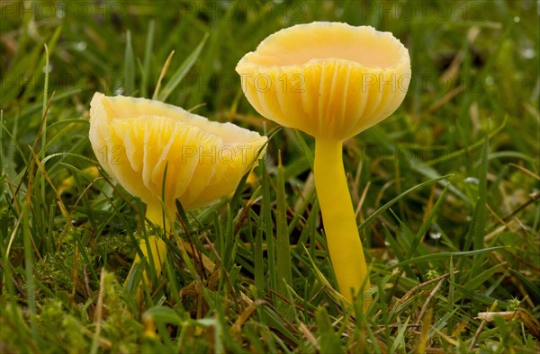 Golden Waxcap