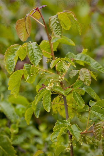 Pacific Poison Oak