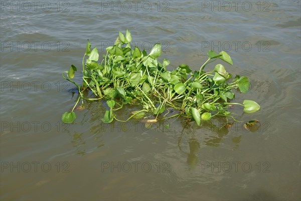Floating common water hyacinth