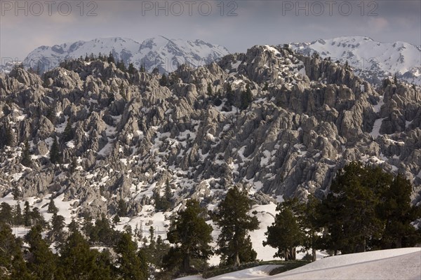 View of snow-covered limestone karst landscape with remnants of coniferous forest