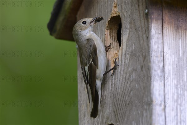 European pied flycatcher