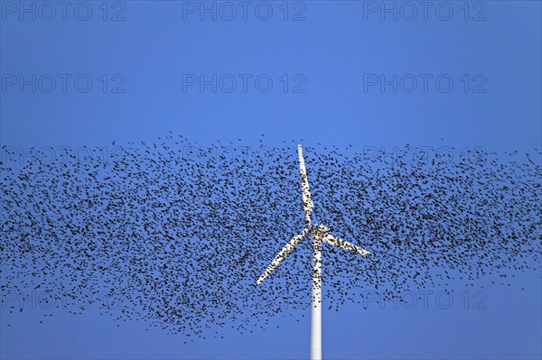 European starling