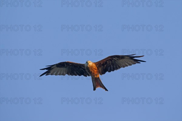 Red kite