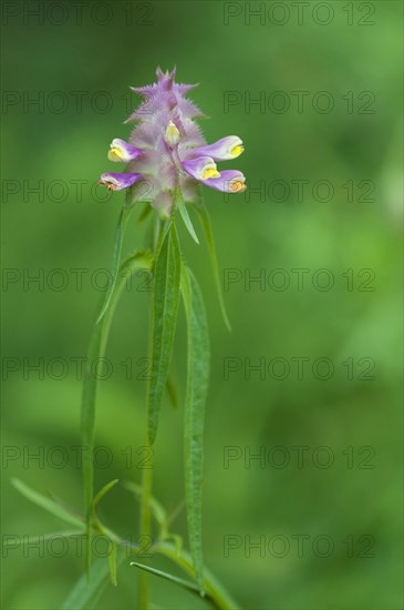 (Melampyrum cristatum)