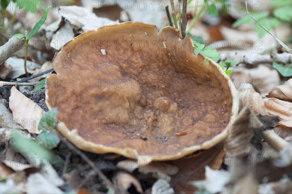 Veiny morel cupling