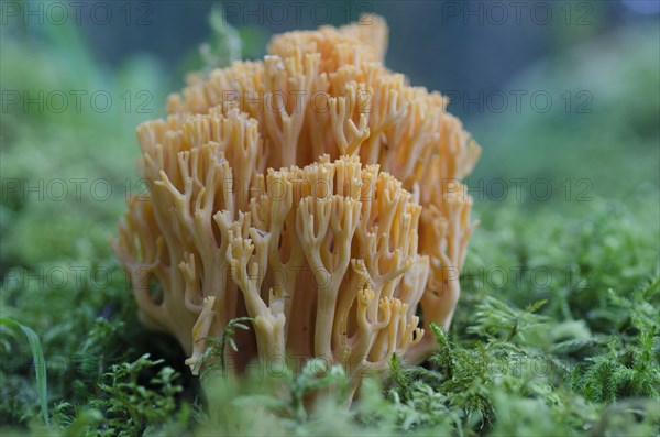 (Ramaria) largentii