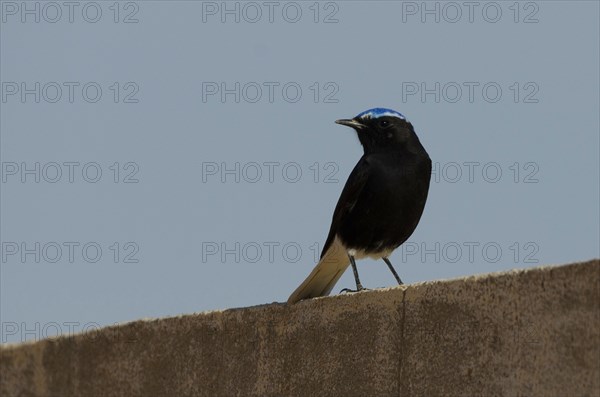 Sahara Wheatear