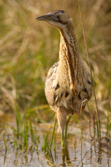 Bittern