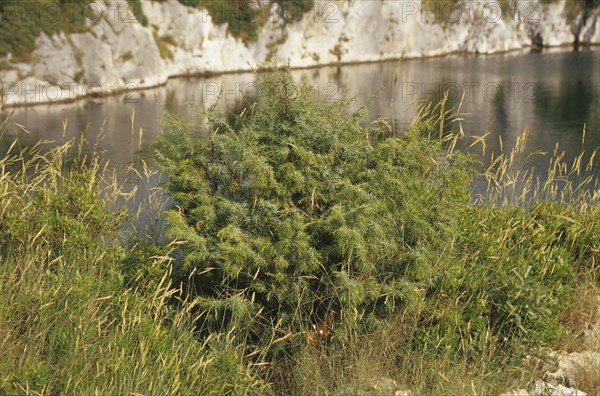 Common gorse