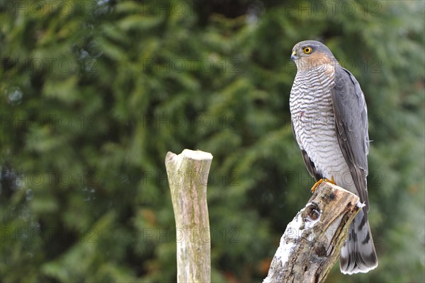 Eurasian sparrowhawk