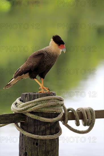 Southern crested caracara