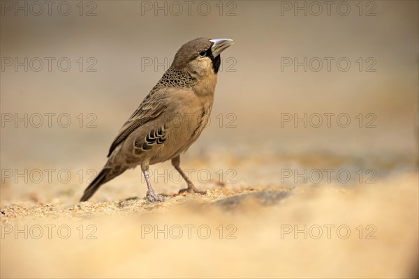 Sociable Weaver