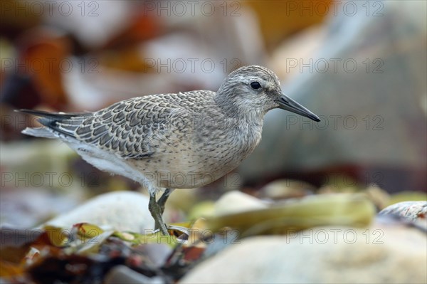 Red knot