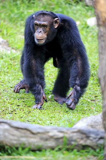 Chimpanzee