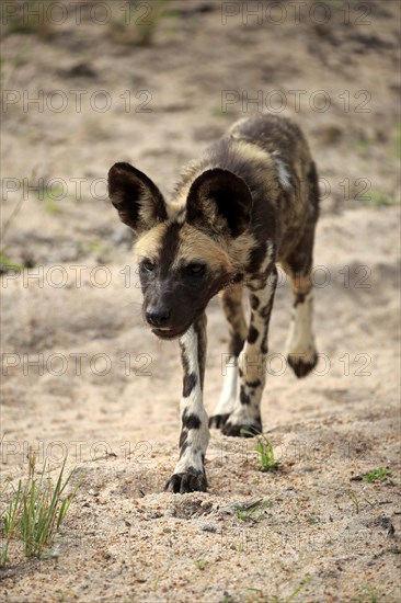 African Wild Dog