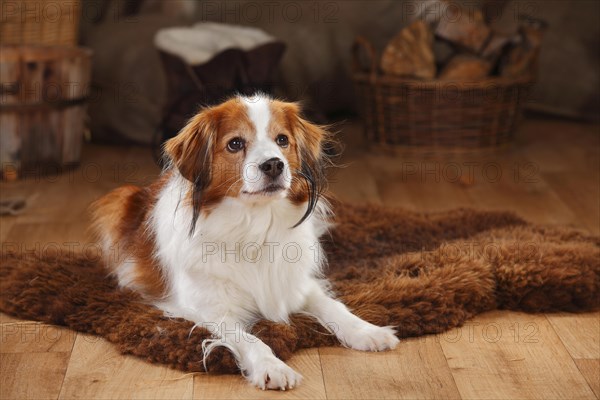 Kooikerhondje