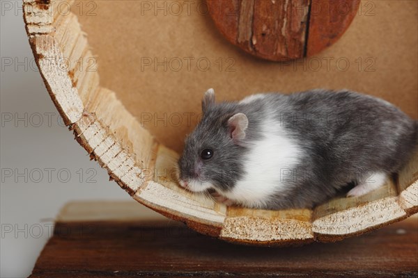 Djungarian hamster