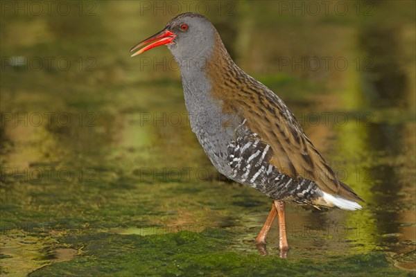 Water Rail