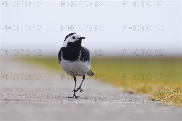 Pied Wagtail