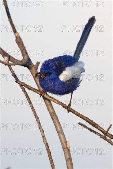 White-winged Fairywren