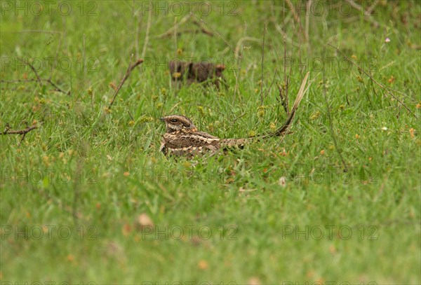 Scissor-tailed Nightjar