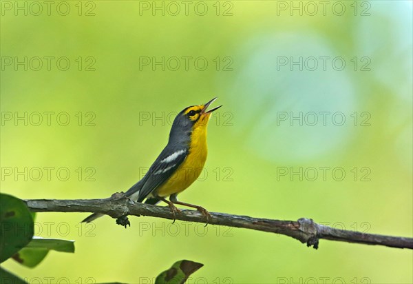 Saint Lucia Warbler