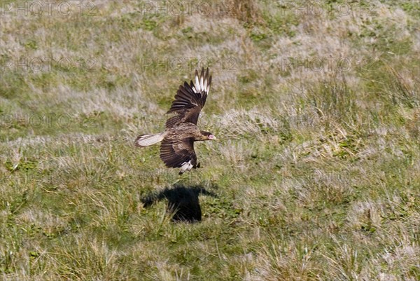 Crested Caracara