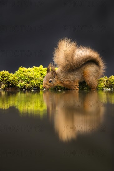 Eurasian red squirrel